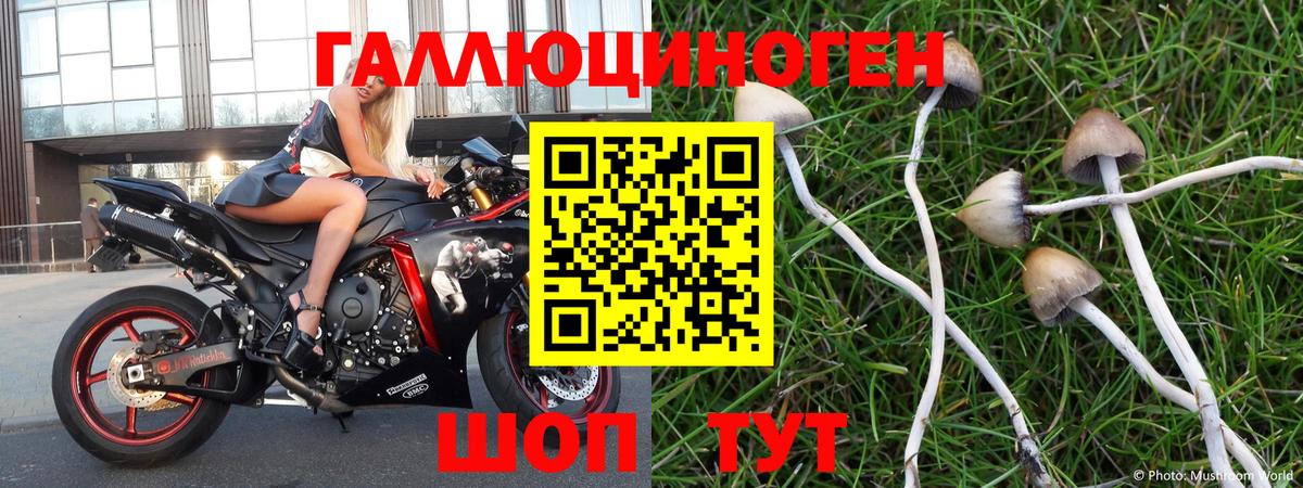 Галлюциногенные грибы Psilocybine cubensis Владимир